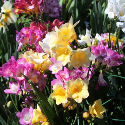 Freesia à fleurs simples en mélange (15 bulbes) - Leaderplant