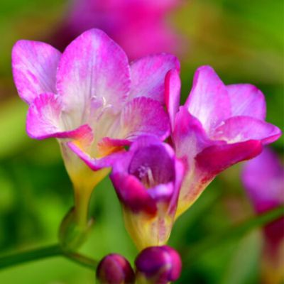Freesia à fleurs simples Rose (10 bulbes) - Leaderplant