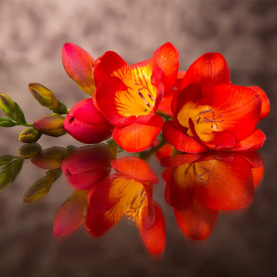 Freesia à fleurs simples Rouge (10 bulbes) - Leaderplant