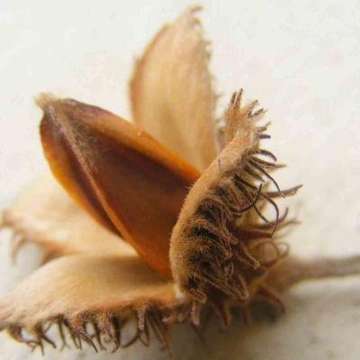 Hêtre commun pourpre - Leaderplant