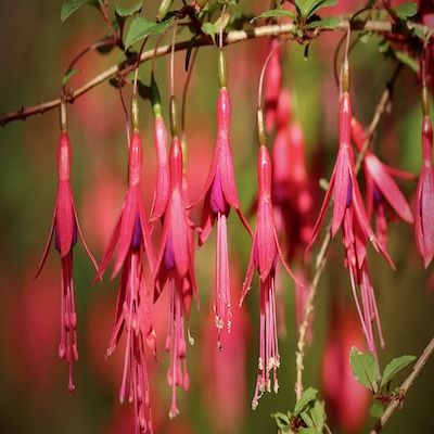 Fuchsia rustique Ricartonii - Leaderplant