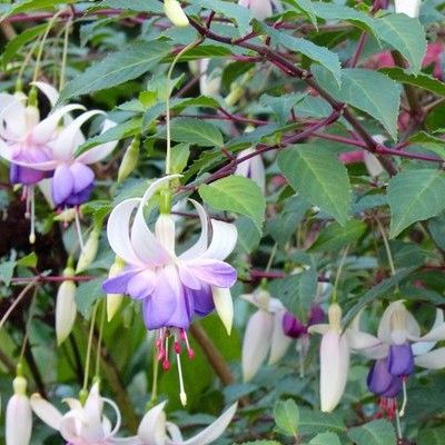 Fuchsia Blue Sarah - Leaderplant