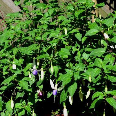 Fuchsia Blue Sarah - Leaderplant