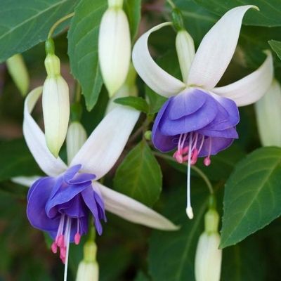 Fuchsia Blue Sarah - Leaderplant