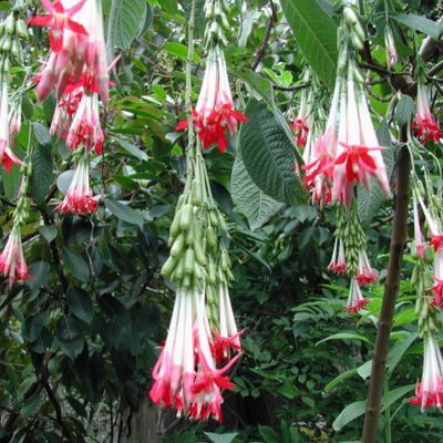 Fuschia de Bolivie - Leaderplant