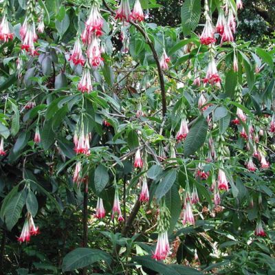 Fuschia de Bolivie - Leaderplant