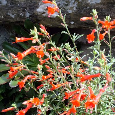 Fuchsia de Californie Dublin - Leaderplant