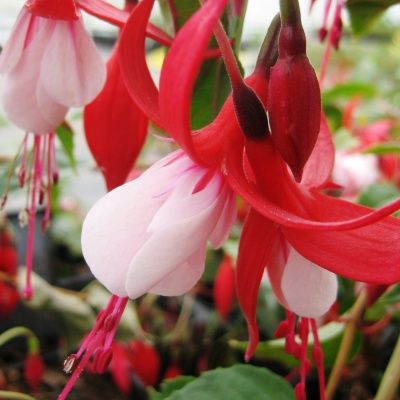 Fuschia rustique Madame Cornelissen - Leaderplant