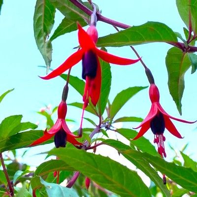 Fuchsia comestible Reitzii - Leaderplant