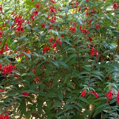 Fuchsia comestible Reitzii - Leaderplant