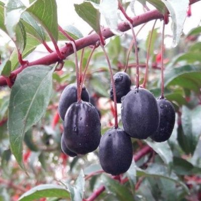 Fuchsia comestible Reitzii - Leaderplant