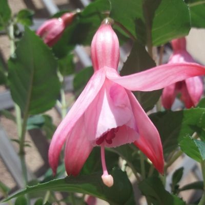 Fuchsia Cocktail Crevette - Leaderplant