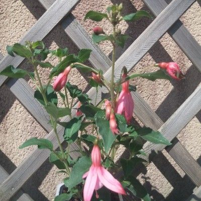 Fuchsia Cocktail Crevette - Leaderplant