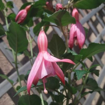 Fuchsia Cocktail Crevette - Leaderplant