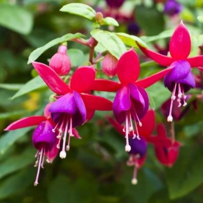Fuchsia rustique nain Tom Thumb - Leaderplant