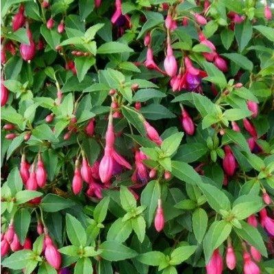 Fuchsia rustique nain Tom Thumb - Leaderplant