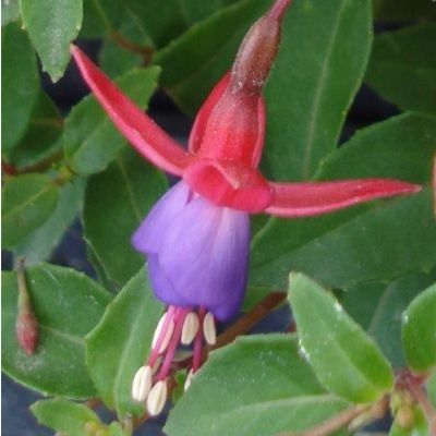 Fuchsia rustique nain Tom Thumb - Leaderplant