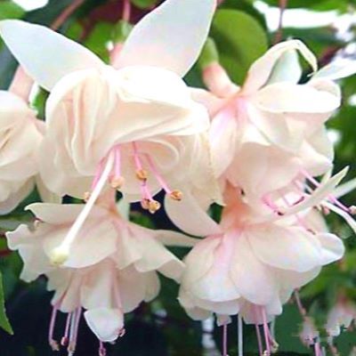 Fuchsia White King - Leaderplant