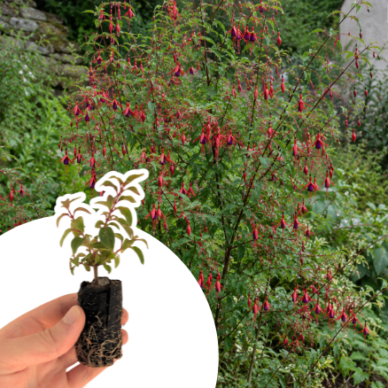 Fuchsia rustique Ricartonii en mini-motte  - Leaderplant