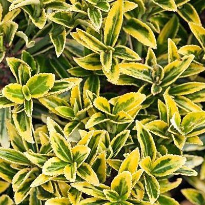 Fusain à petites feuilles Aureovariegatus - Leaderplant