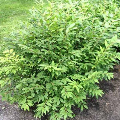 Fusain ailé compact - Leaderplant