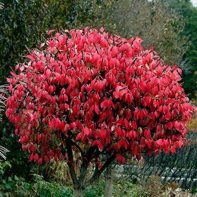 Fusain ailé compact - Leaderplant