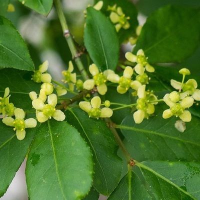 Fusain ailé compact - Leaderplant