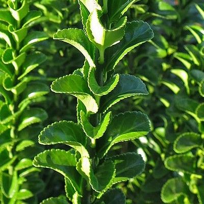 Fusain Benkomasaki / fusain Erecta Green spire - Leaderplant