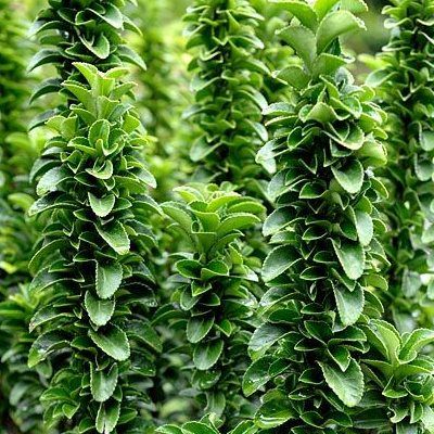 Fusain Benkomasaki / fusain Erecta Green spire - Leaderplant