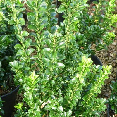 Fusain Benkomasaki / fusain Erecta Green spire - Leaderplant