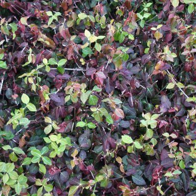 Fusain rampant Darts Blanket - Leaderplant