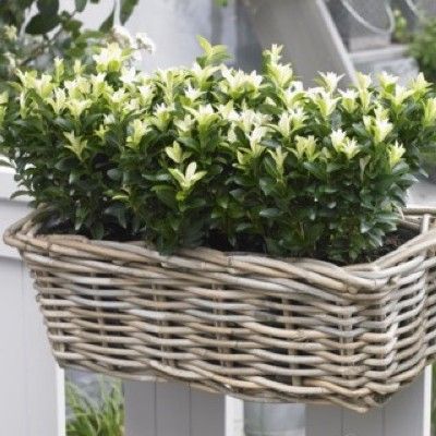 Fusain du Japon à pousses blanches - Leaderplant