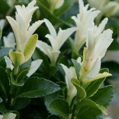 Fusain du Japon à pousses blanches - Leaderplant