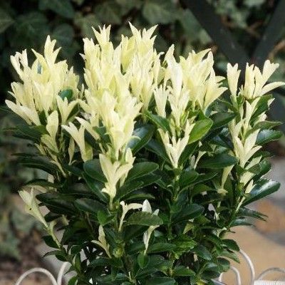 Fusain du Japon à pousses blanches - Leaderplant