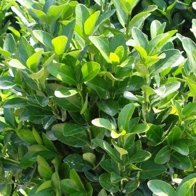 Fusain du Japon - Leaderplant