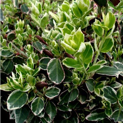 DESTOCKAGE Fusain Emerald Gaiety  - Leaderplant