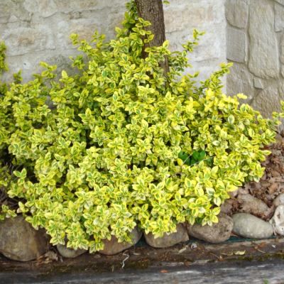 Fusain Emerald'n Gold - Leaderplant