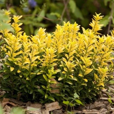 Fusain Happiness ® - Leaderplant