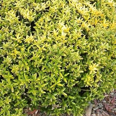 Fusain à petites feuilles Aureovariegatus - Leaderplant