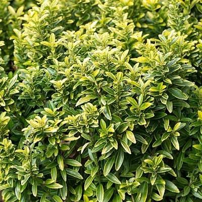 Fusain à petites feuilles Aureovariegatus - Leaderplant