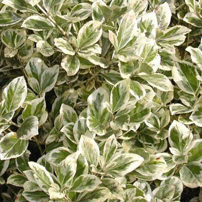 Fusain Président Gauthier - Leaderplant