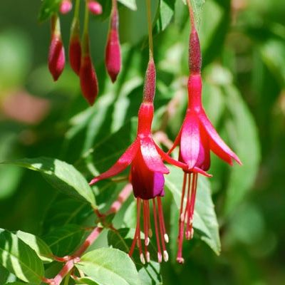 Fuchsia comestible hatschbachii - Leaderplant