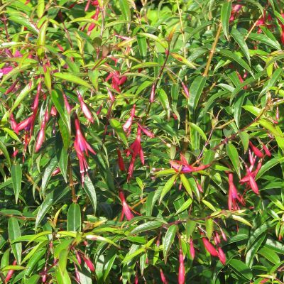 Fuchsia comestible hatschbachii - Leaderplant