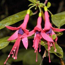 Fuchsia comestible hatschbachii - Leaderplant
