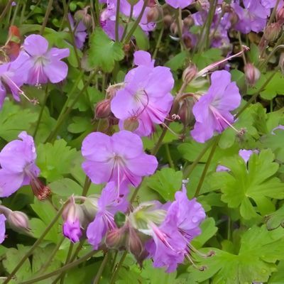 Géranium rose vif Karmina en mini-motte - Leaderplant