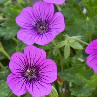 Géranium vivace Pink Penny ® - Leaderplant