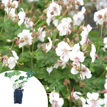 Géranium vivace Biokovo en mini-motte - Leaderplant