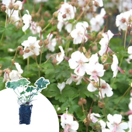Géranium vivace Biokovo en mini-motte - Leaderplant