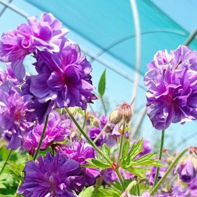 Géranium vivace double violet Plenum - Leaderplant