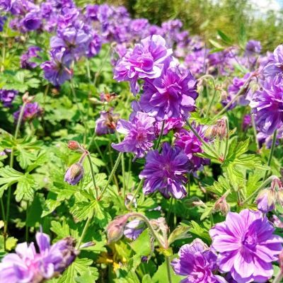 Géranium vivace double violet Plenum - Leaderplant